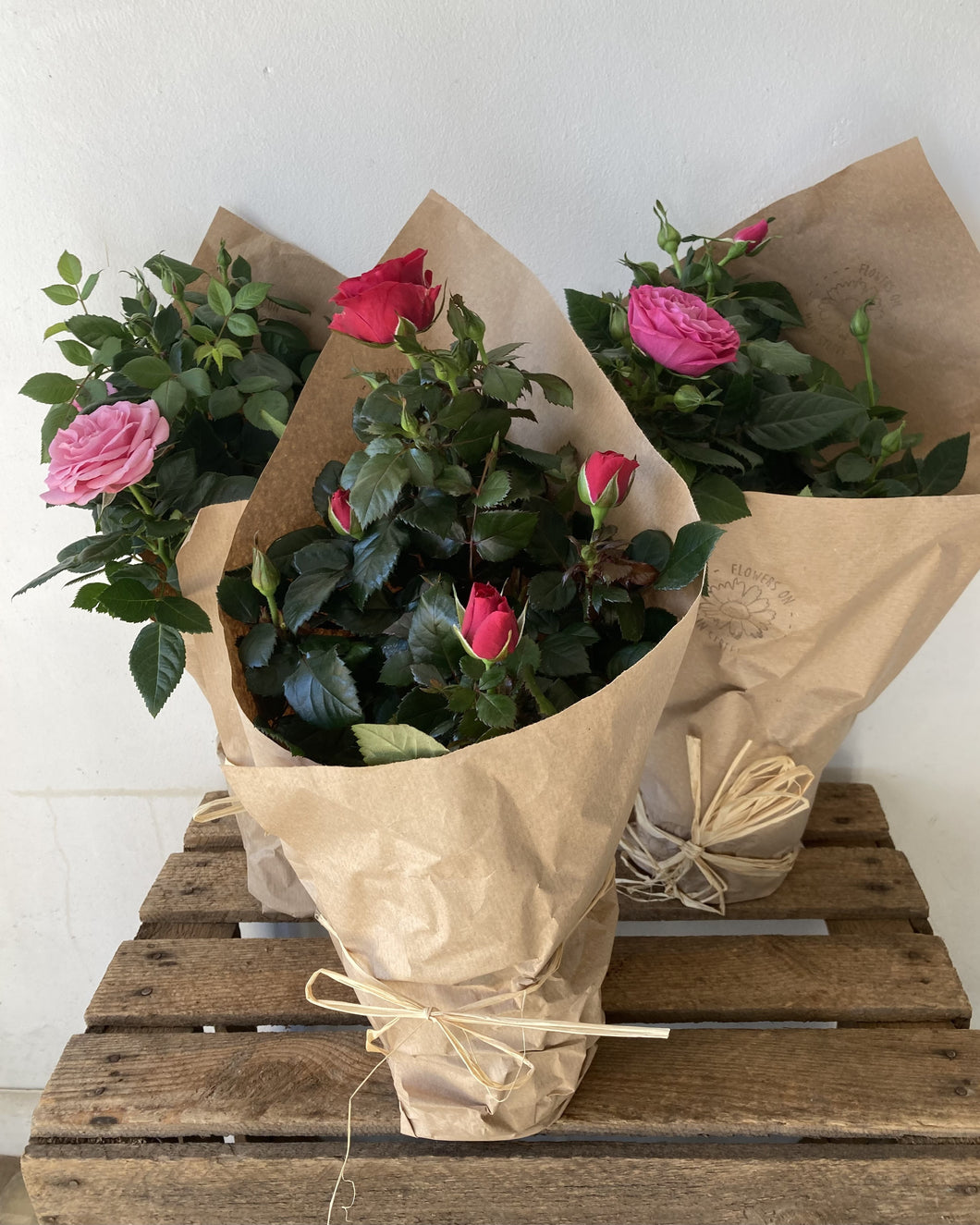 Pot Rose