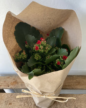 Kalanchoe