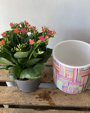 Kalanchoe
