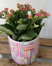 Kalanchoe