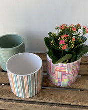 Kalanchoe